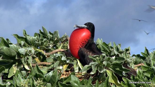 Male Frigate bird nesting on East Diamond Islet - Exploring the Coral Sea  © Jack Binder